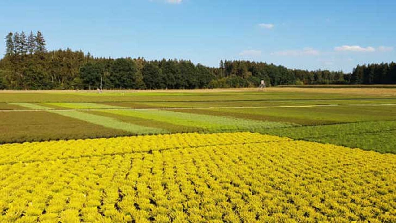 Callunenfeld