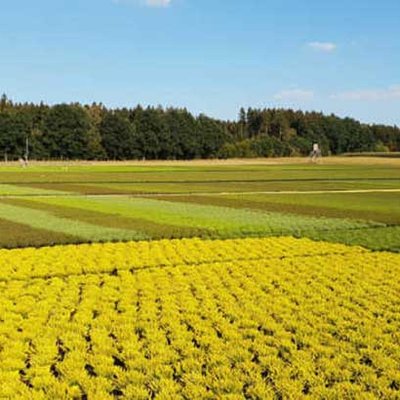 Callunenfeld