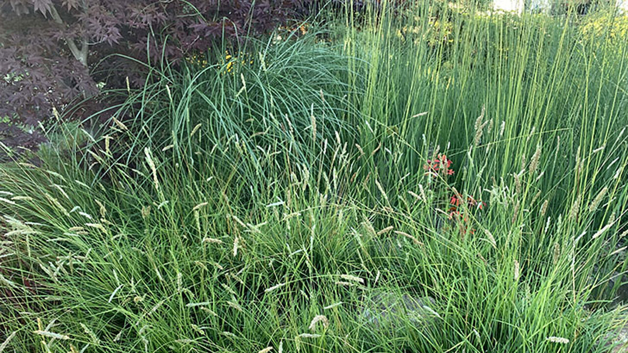 Sesleria