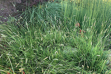 Sesleria