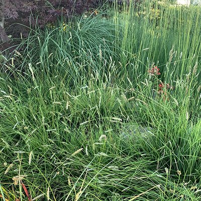 Sesleria
