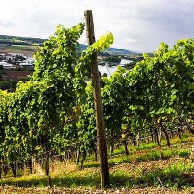 Rebschutzsaison