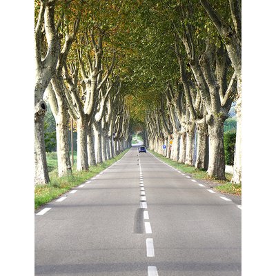 Allee aus Platanen
