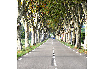 Allee aus Platanen