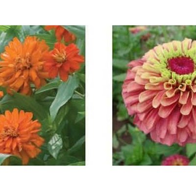 Double Zahara Fire und Queeny Lime Red