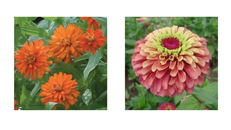Double Zahara Fire und Queeny Lime Red