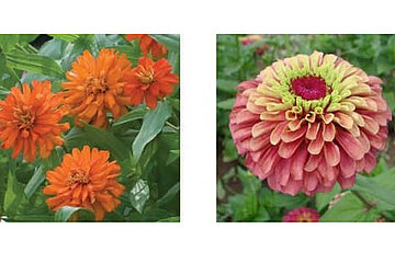 Double Zahara Fire und Queeny Lime Red