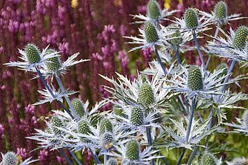 Eryngium alpinum