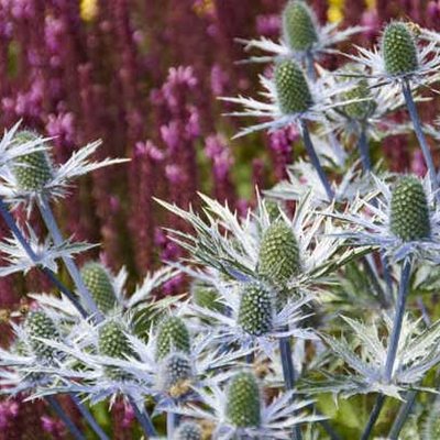 Eryngium alpinum