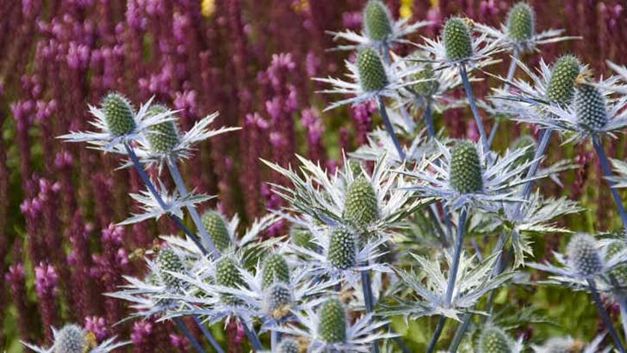 Eryngium alpinum