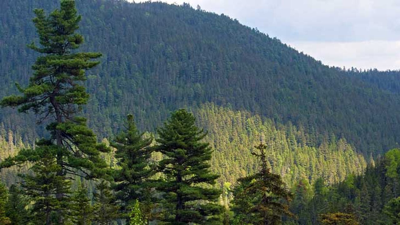 Waldschutzprojekte in Russland