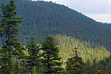 Waldschutzprojekte in Russland