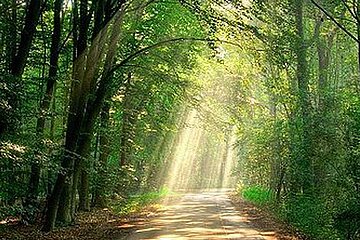 Wald in Deutschland