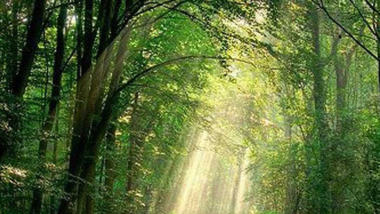 Wald in Deutschland