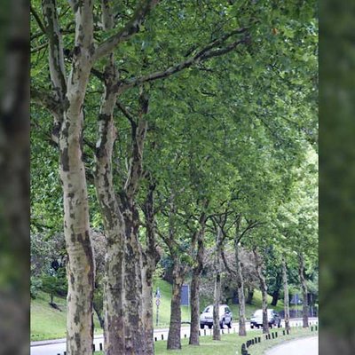 Allee