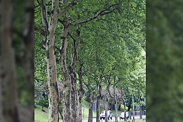 Allee