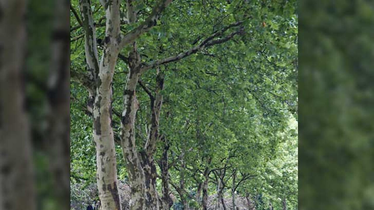 Allee