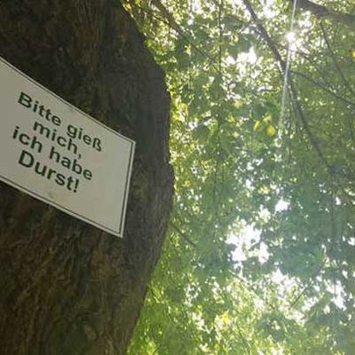 Bäume