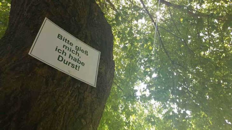 Bäume