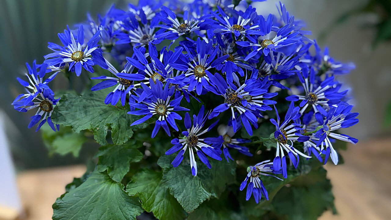 IPM Neuheiten - Pericallis x hybrida Senetti