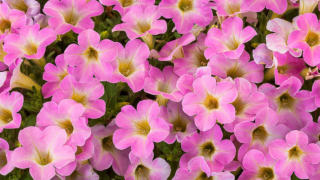 Blüten