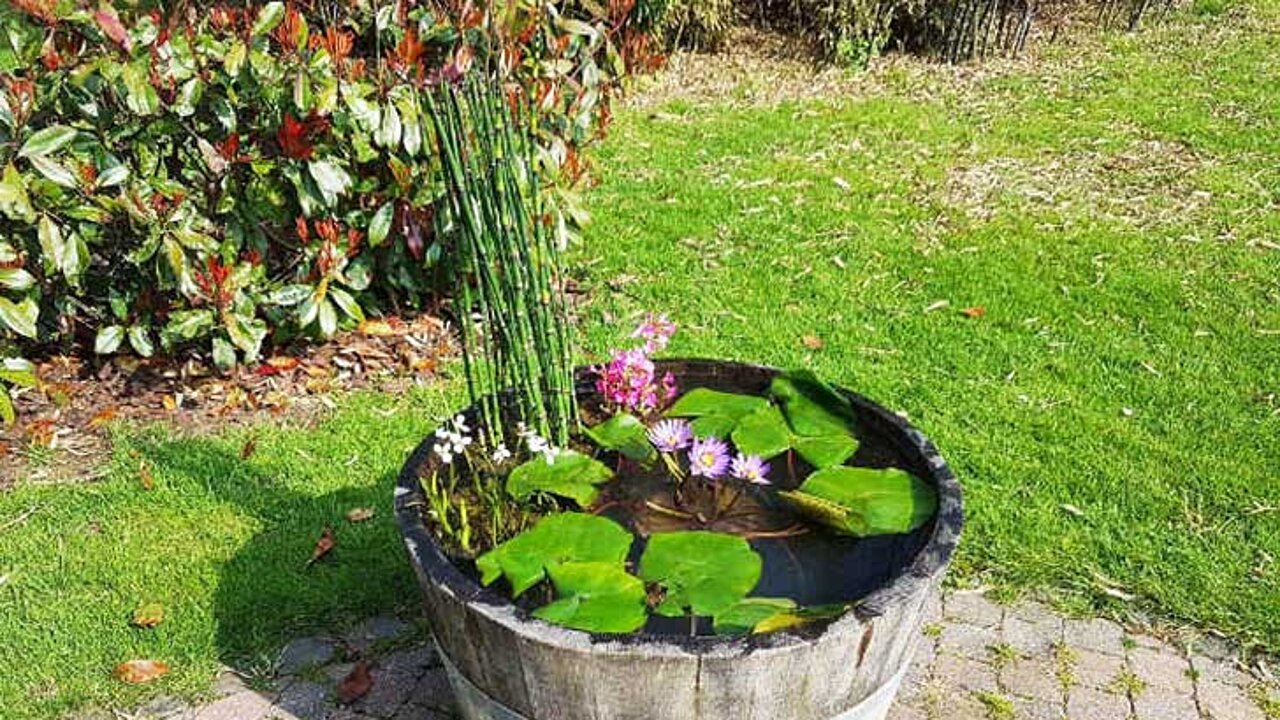 Seerose
