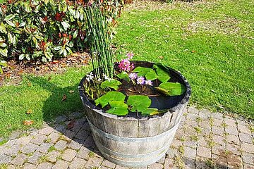 Seerose