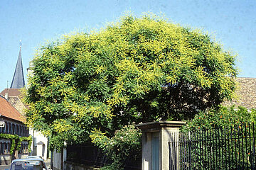 Image-17118