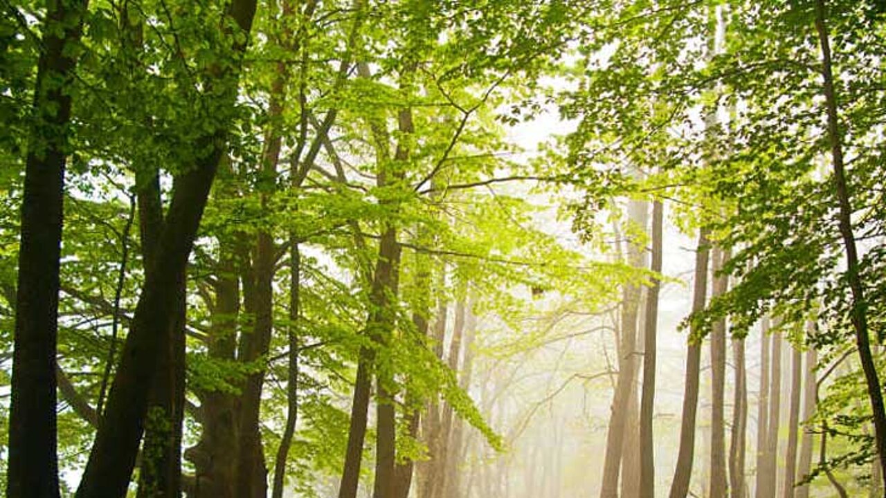 Waldbewirtschaftung