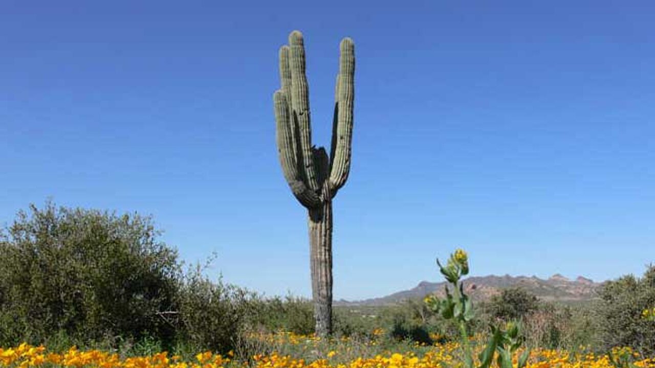 Carnegiea gigantea