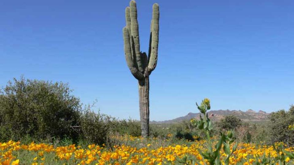 Carnegiea gigantea