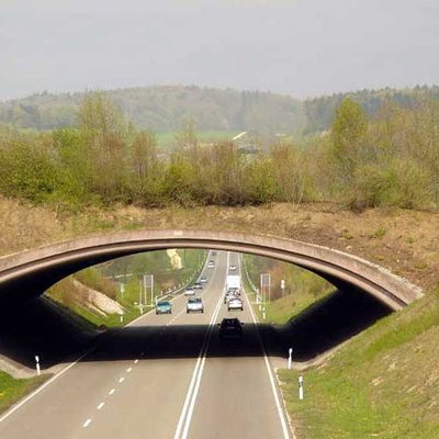 Grünbrücke B31