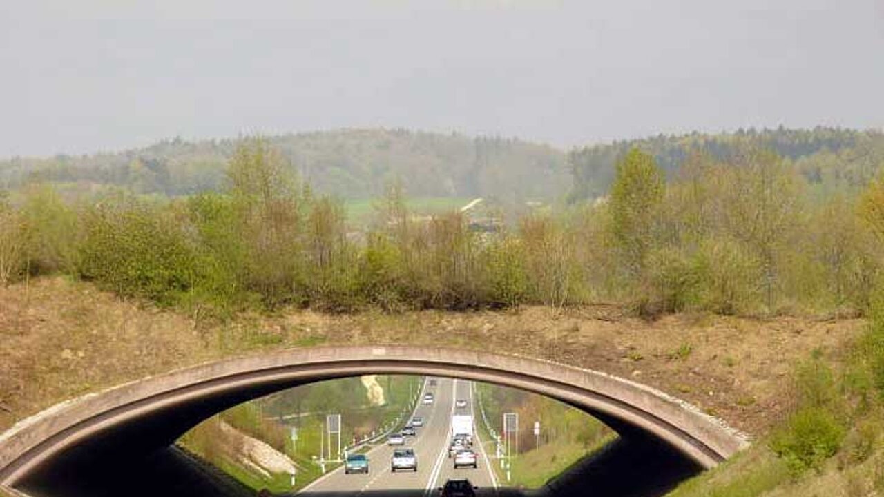 Grünbrücke B31