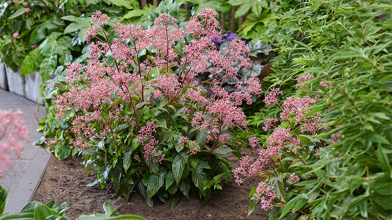 Cardiandra Autumn Bouquet