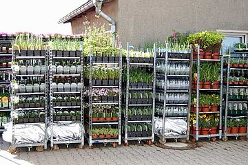 Gartenstauden