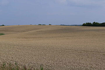 Getreideschlag
