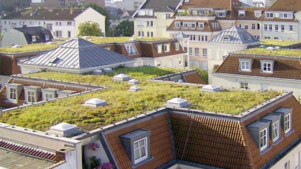 Wissenswertes zum Gründach