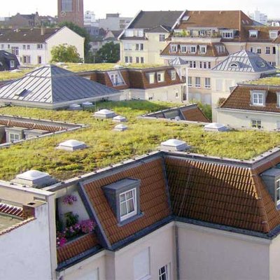 Wissenswertes zum Gründach