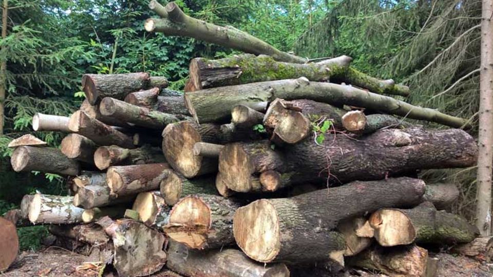Laubholz