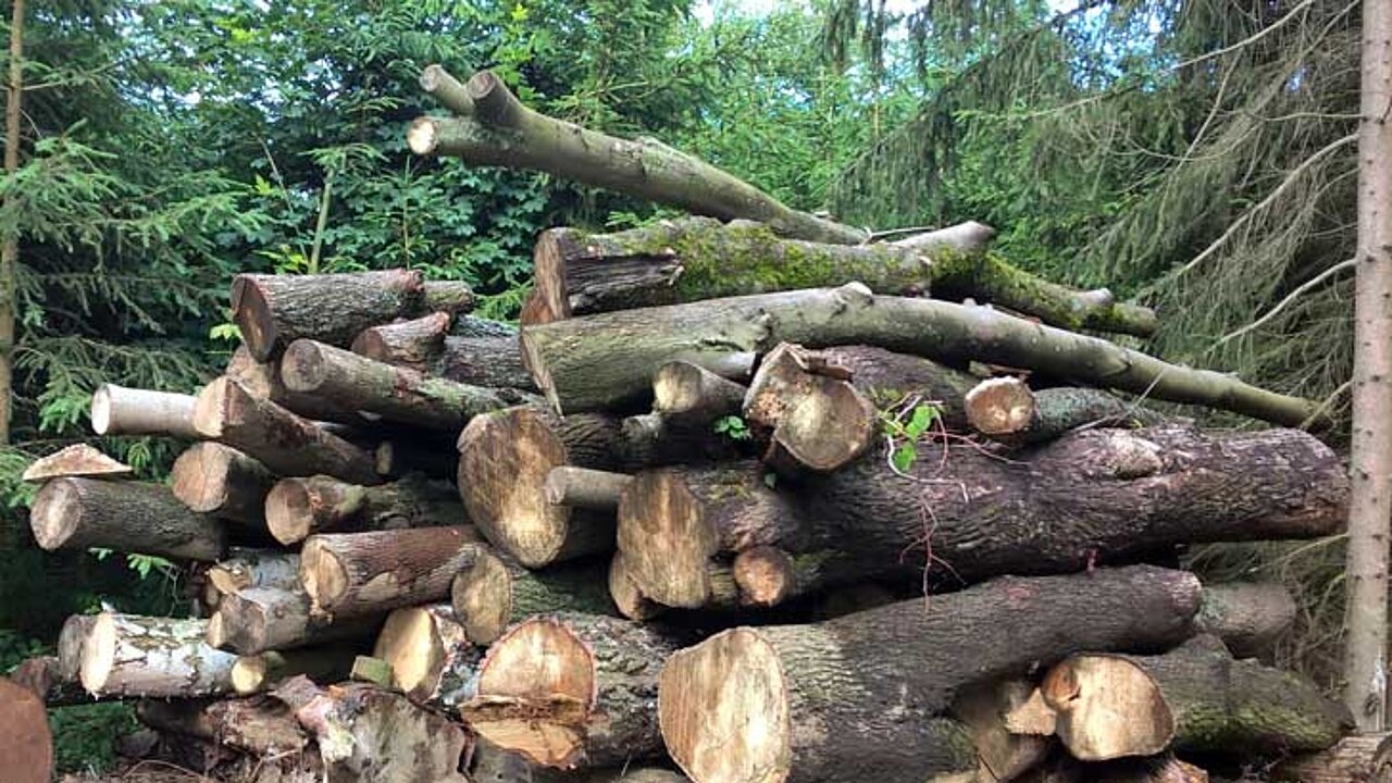 Laubholz