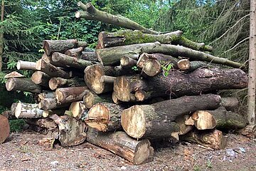 Laubholz