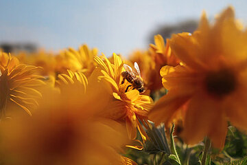 Bienenfreundliche Pflanzen