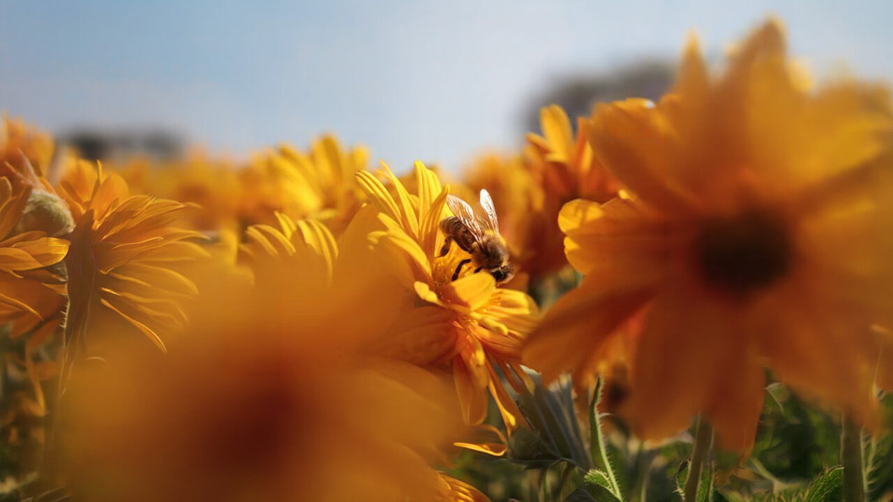 Bienenfreundliche Pflanzen