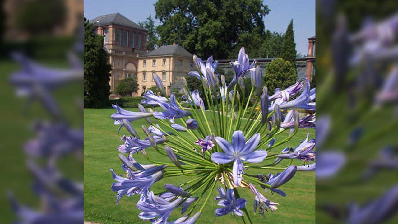 Agapanthus-Pflanzen