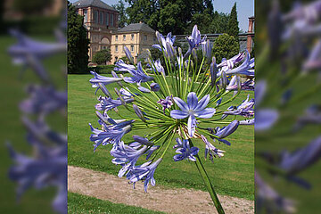 Agapanthus-Pflanzen
