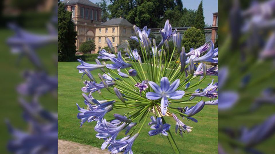 Agapanthus-Pflanzen
