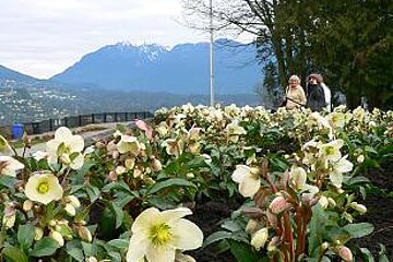 Helleborus Vancouver Medallion Helleborus Vancouver Medallion