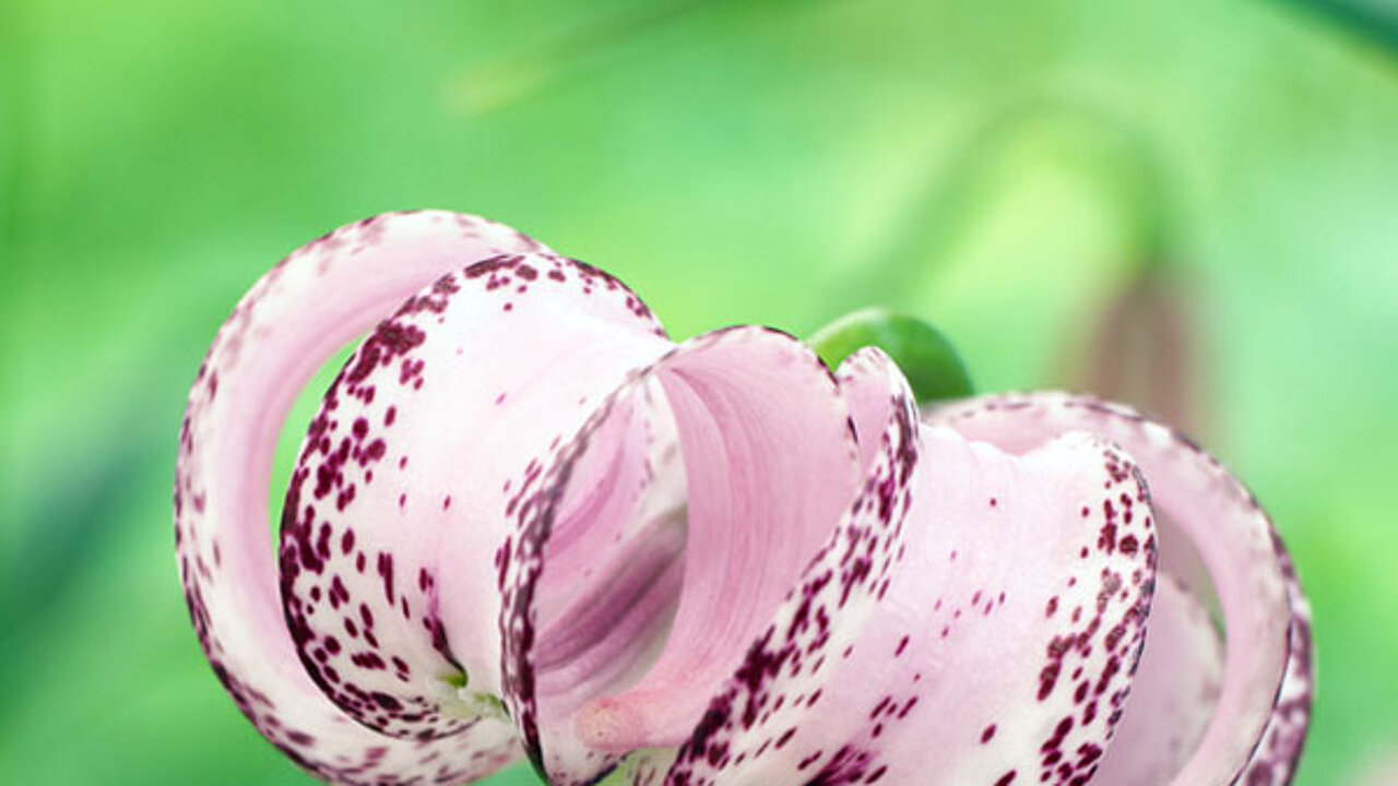 Botanische Lilie