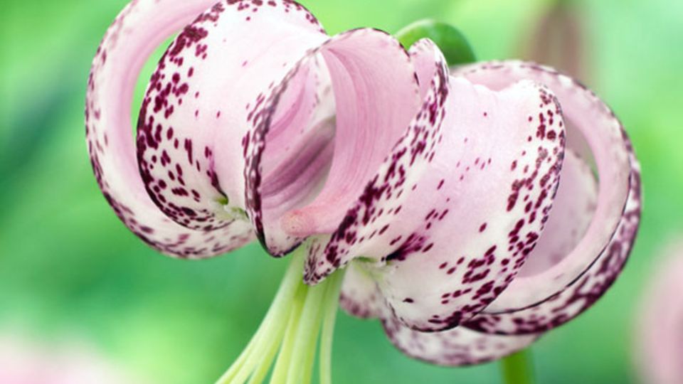 Botanische Lilie