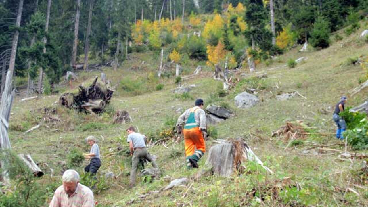 Waldprojekt St. Stephan